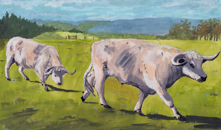 Cows at Chatheleraut