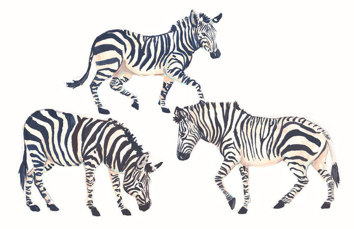 Zebra