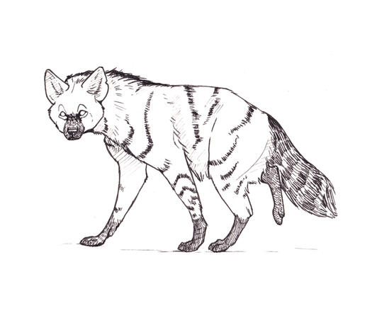 Aardwolf