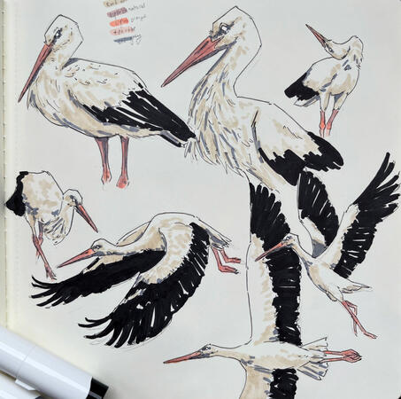 White Storks