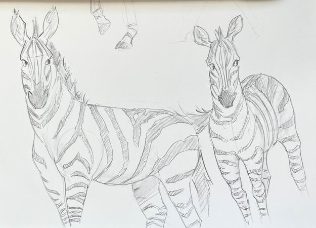 Zebras