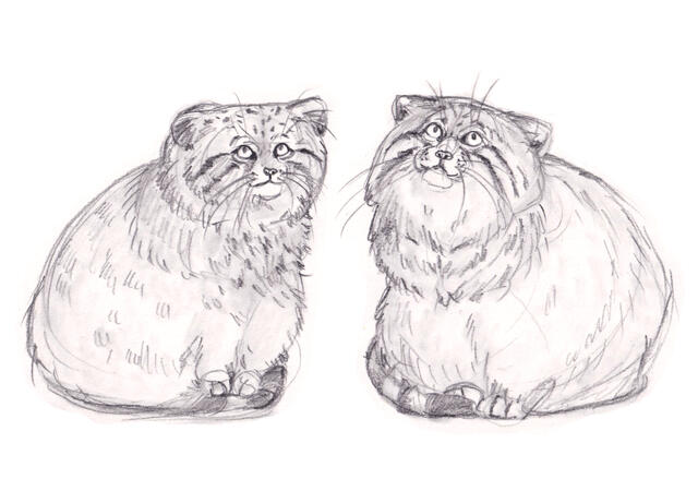 Pallas Cats