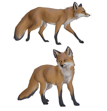 Foxes